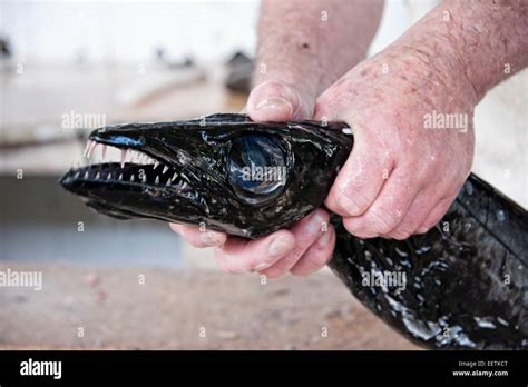 Madeira Black Scabbard Fish.